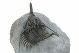 Spiny Psychopyge Trilobite - Short Snout Variant #350465-4
